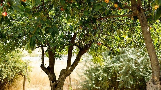 La campaña de la fruta de hueso necesita 120 peones agrícolas