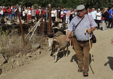 El recorrido trashumante cambia de día, pasando del domingo al sábado