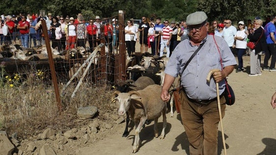 El recorrido trashumante cambia de día, pasando del domingo al sábado