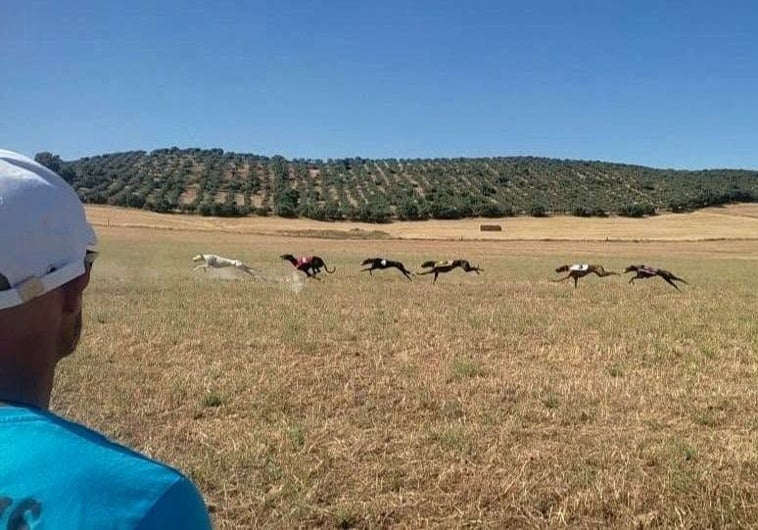 Imagen principal - Cristiano se impone en la I Carrera Local de Galgos