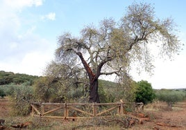 Estado actual del Almendro