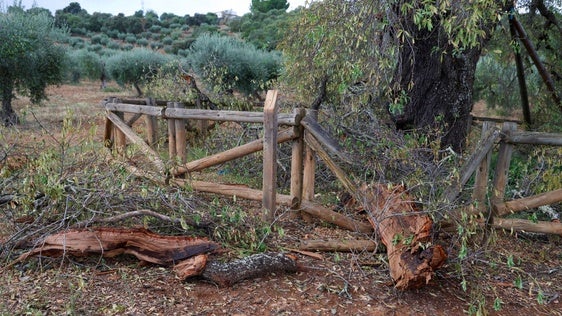 Almendro Real tras el impacto del rayo