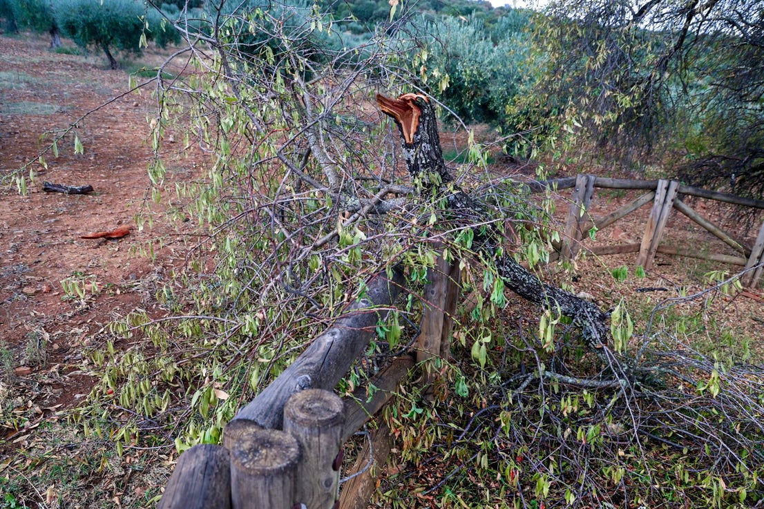 Almendro Real tras el impacto del rayo