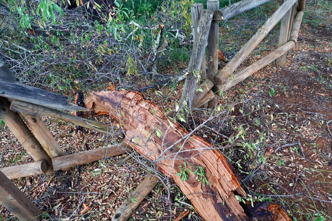 Almendro Real tras el impacto del rayo