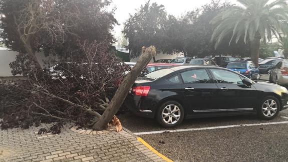 Árbol que cayó sobre los vehículos