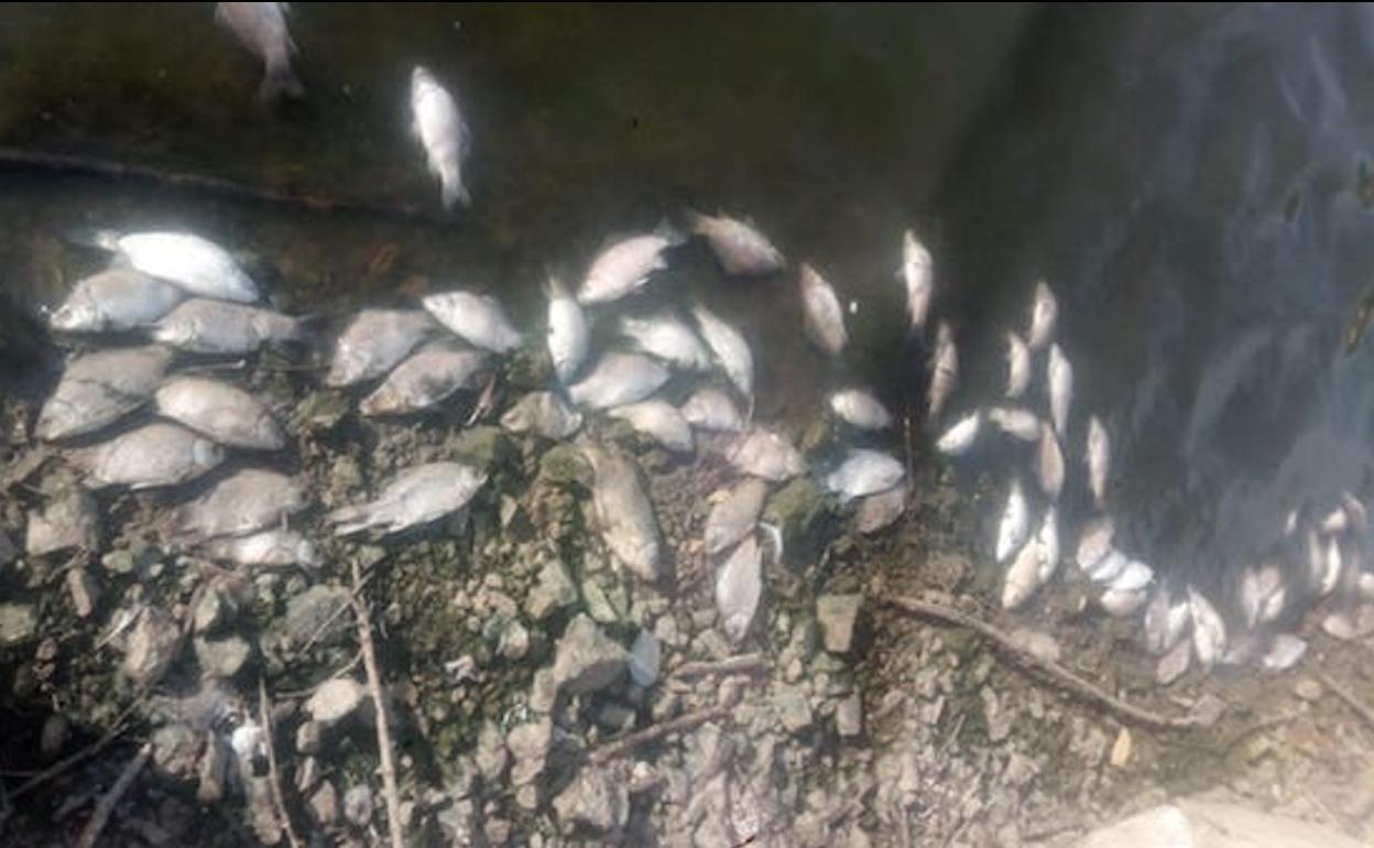 Peces muertos en la presa de Villalba de los Barros: