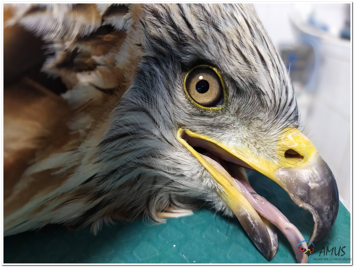 Operacion del Milano real 