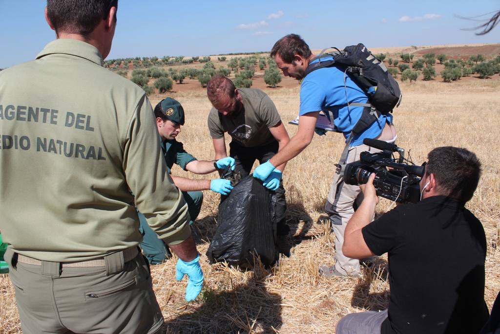 Efectivos del Seprona de la Guardia civil y de los Agentes del Medio Natural de la Junta de Extremadura efectuando el protocolo para el levantamiento del cadáver de un Águila real electrocutada