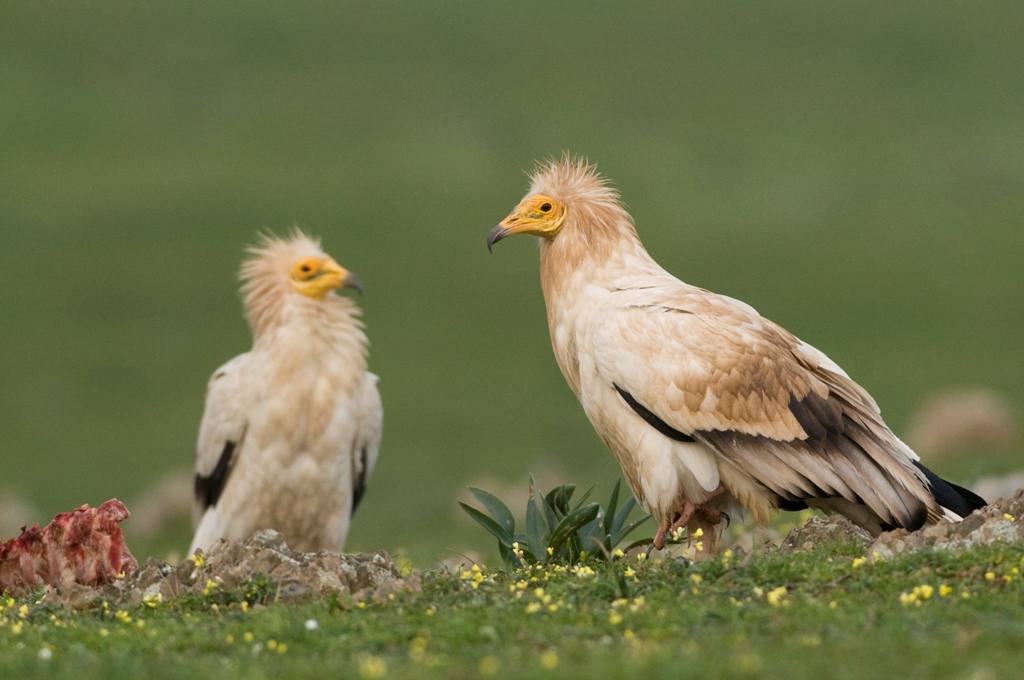 Ejemplares adultos de Alimoche