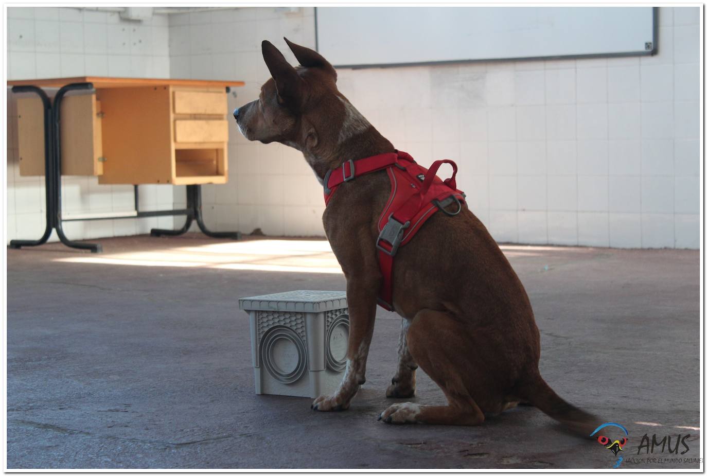 Darryl esperando la orden de la adiestradora en un entrenamiento de interior