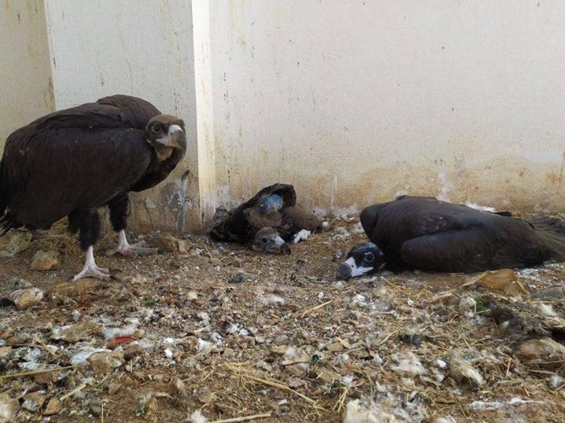 Momento en el que el pollo de Buitre negro comparte instalación con otros de su misma especie.