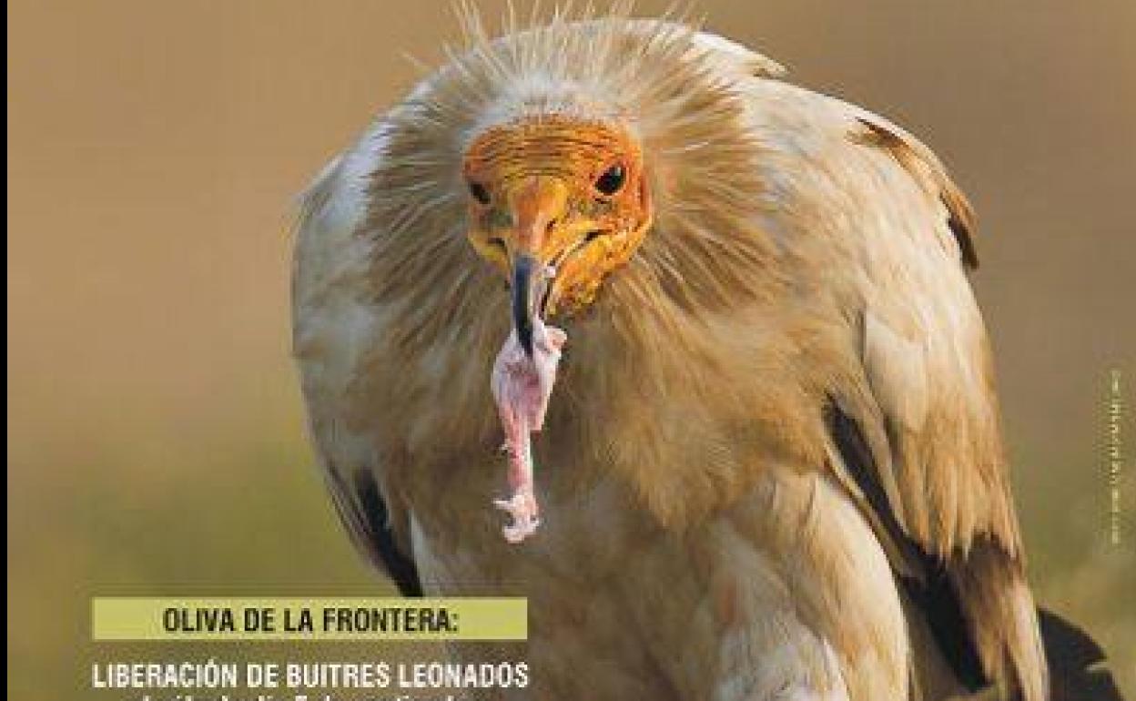 AMUS se suma al Día Internacional del Buitre con dos liberaciones, una en Oliva de la Frontera y otra en Valencia del Mombuey