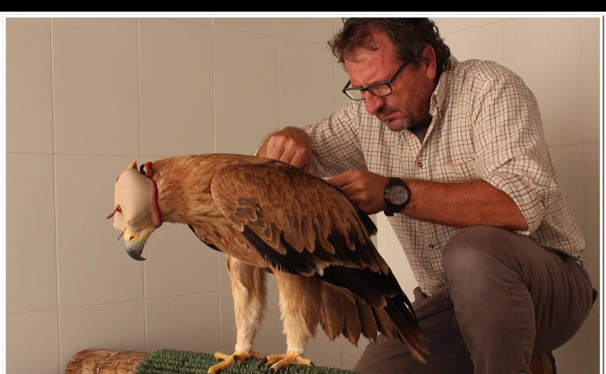 AMUS liberará a un Águila imperial recuperado en dicho hospital tras sufrir una electrocución