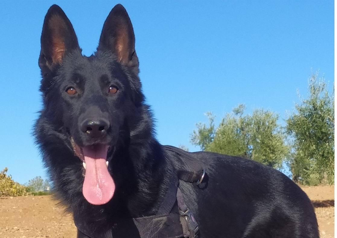 Lobo con el arnés colocado esperando a iniciar su jornada de trabajo