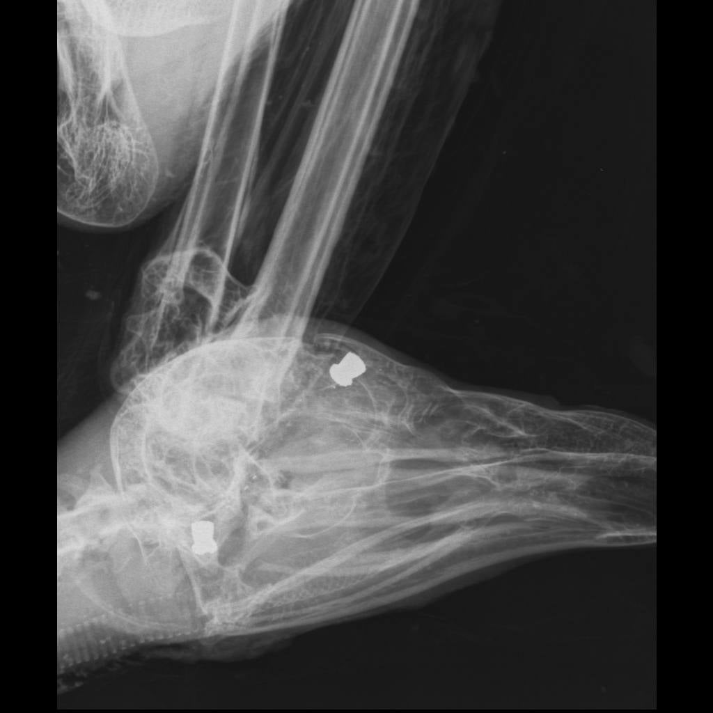 Fotos: AMUS, contra la caza ilegal