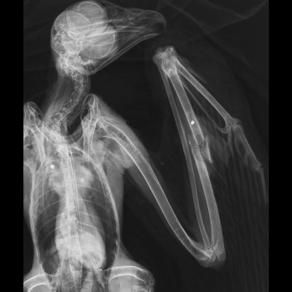 Fotos: AMUS, contra la caza ilegal