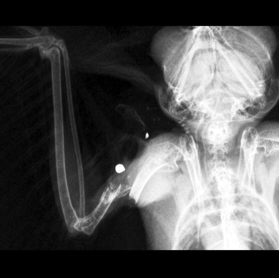 Fotos: AMUS, contra la caza ilegal