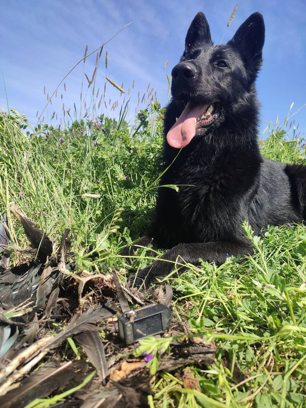 Perros al servicio de la conservación de la biodiversidad