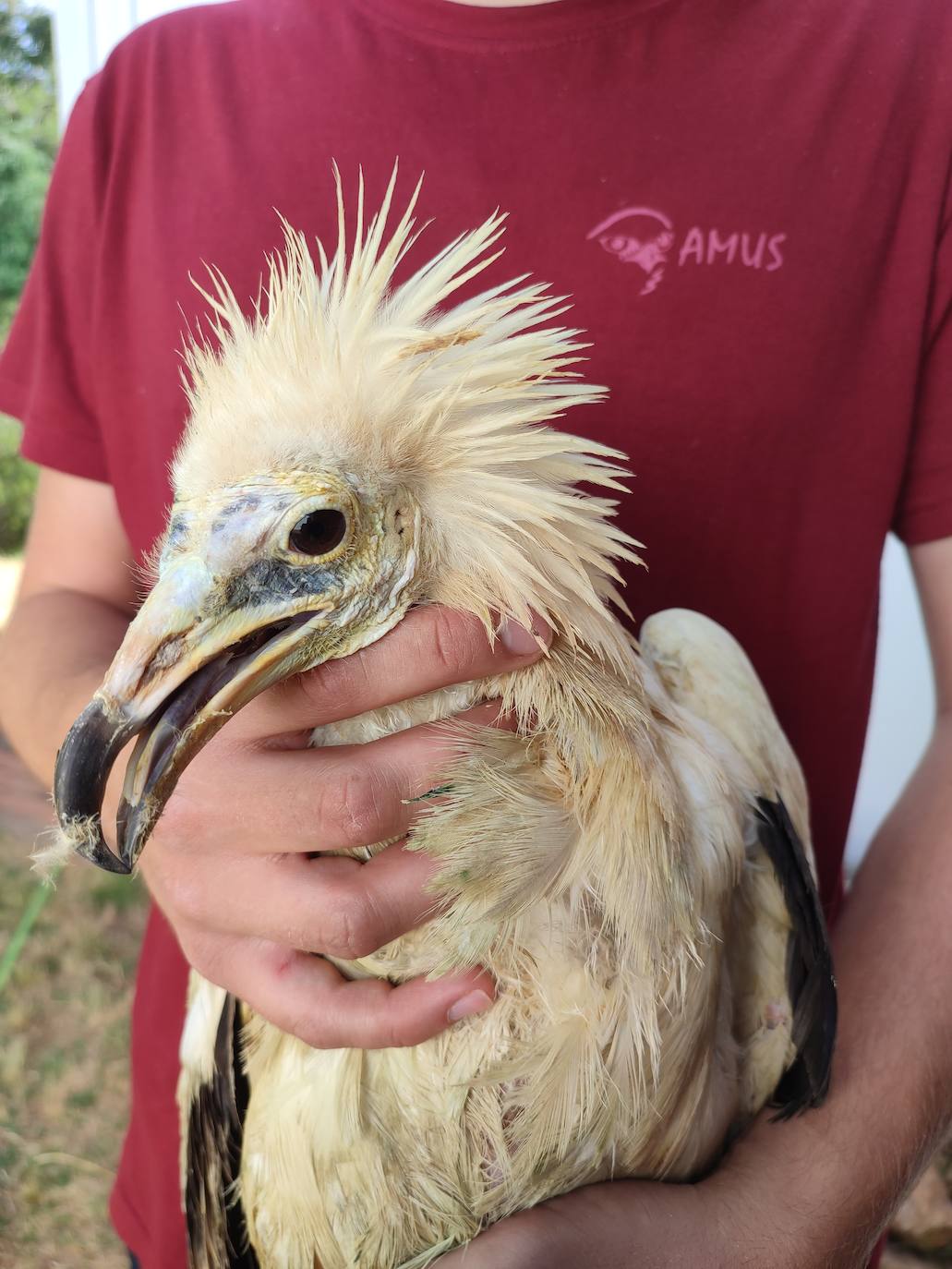 El Alimoche canario es trasladado desde la isla de Fuerteventura al Hospital de AMUS