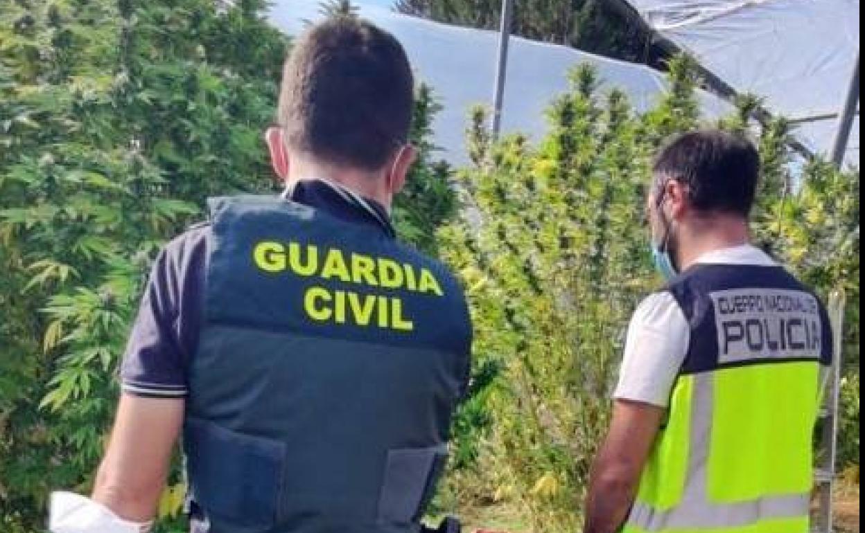 Los agentes en la plantación donde el detenido plantaba marihuana 