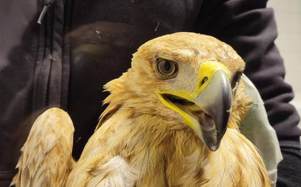 Detalle en el que se aprecia el color anaranjado propio de los ejemplares jóvenes
