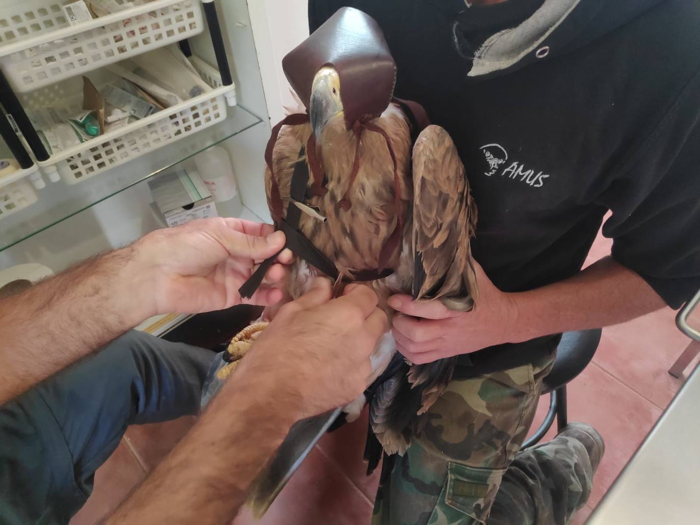 Momento actual en el que se le coloca un emisor GPS que nos permitirá no perder detalle de todo lo que acontezca en su estado de libertad.