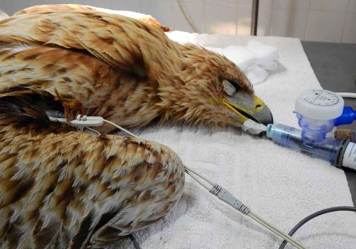 AMUS inaugura un módulo de hospitalización para el desarrollo del proyecto «Injertos óseos en aves salvajes»