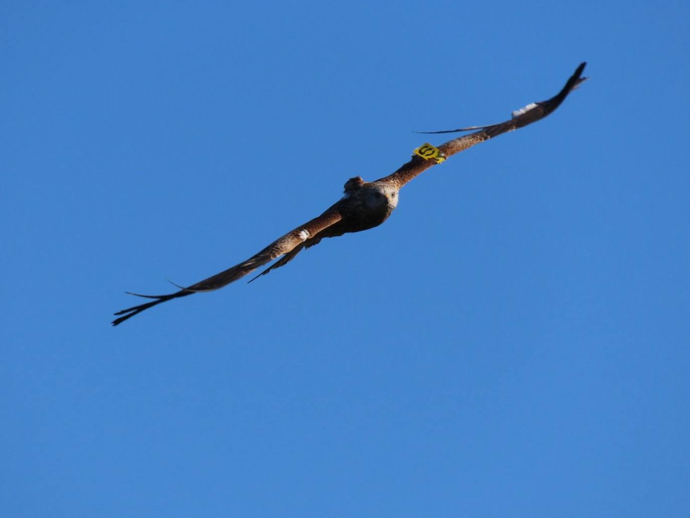 Un ejemplar de Milano real del proyecto LIFE EUROKITE en el que se aprecian las marcas alares y el emisor Gps.