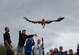 Liberación de Lluvia, ejemplar con una sola garra que se ha adaptado plenamente a vivir con este impedimento.
