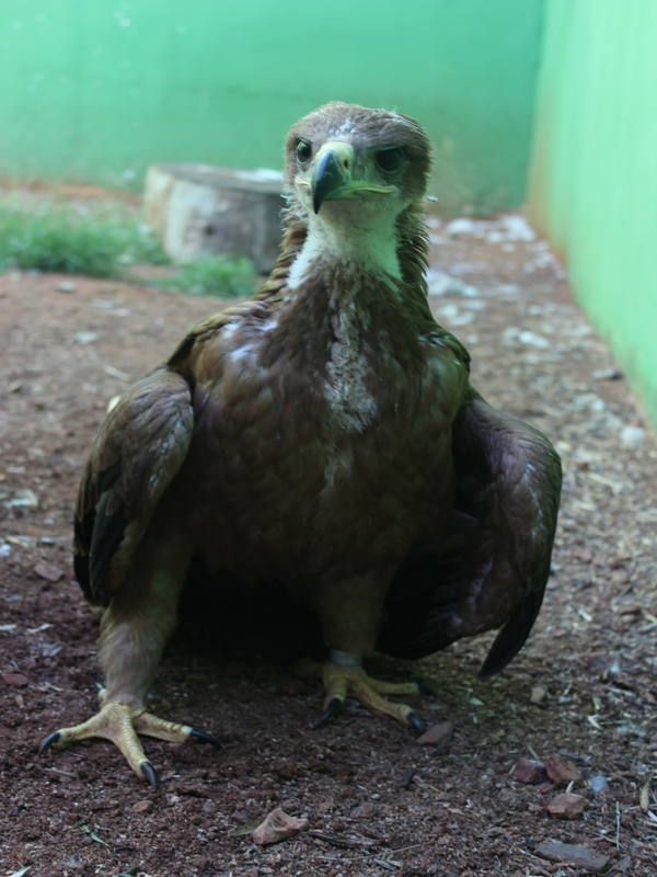 Amus recupera y libera ocho águilas imperiales en los últimos cuatro años