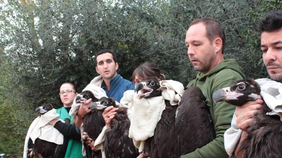 Extremadura, en el epicentro de la conservación de los buitres