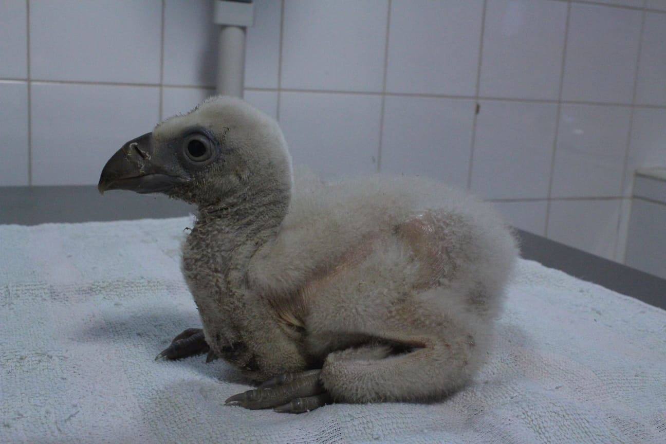 Pollo de Buitre leonado nacido en AMUS y tras ser liberado provisto de un emisor GPS ha realizado un viaje de miles de Kilómetros hasta llegar a Mauritania.