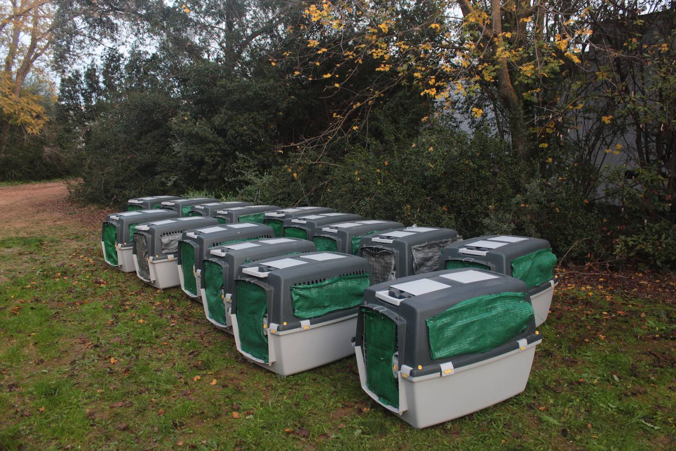 Imagen, minutos antes del inicio del viaje, con todos los ejemplares introducidos en sus correspondientes cajas.