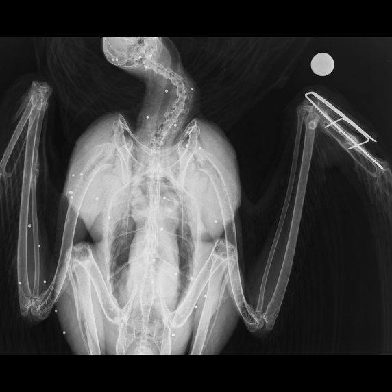 Radiografía en la que se evidencian los perdigones de plomo del disparo.