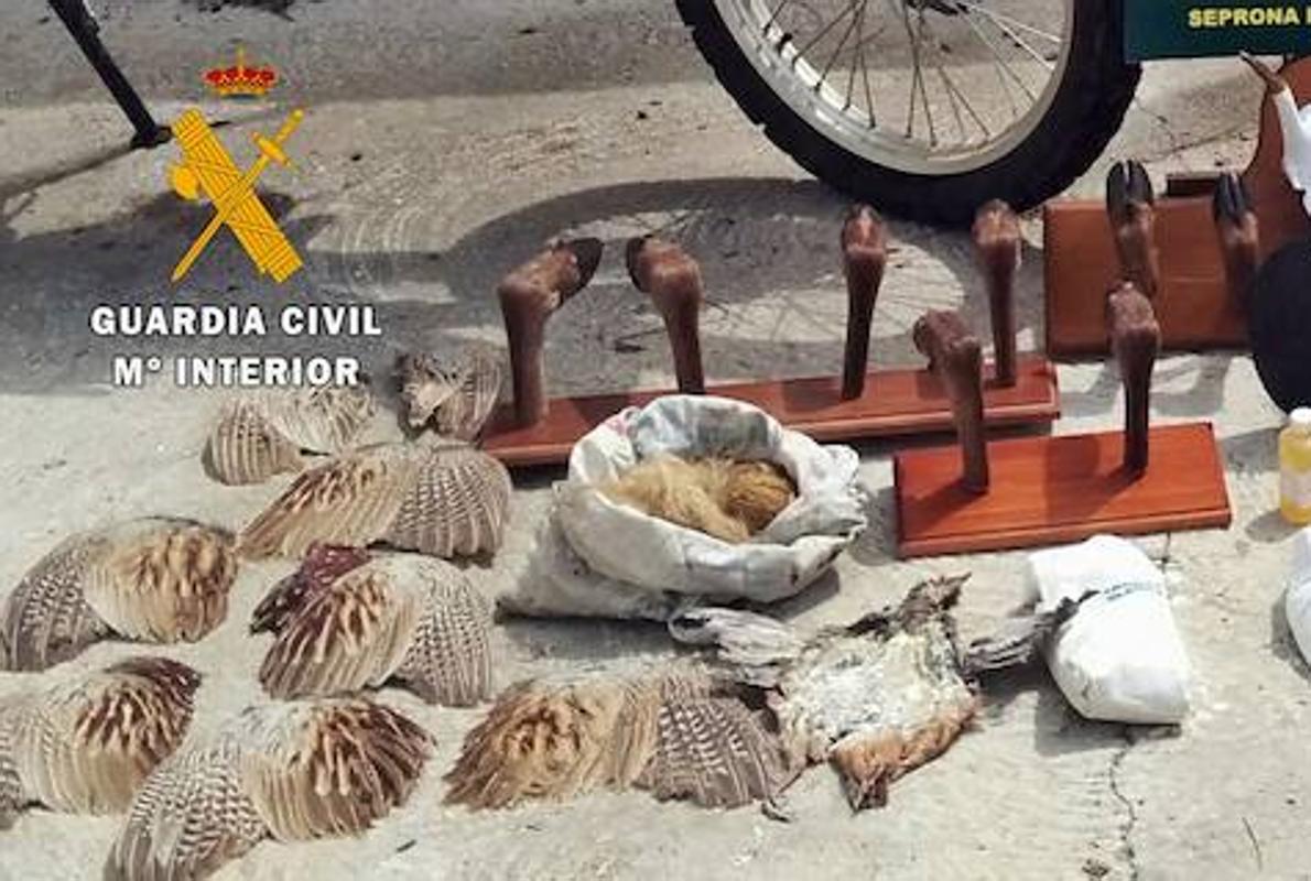 La Guardia Civil desmantela un taller ilegal de taxidermia tras el hallazgo de cuatro serpientes y un coatí muertos en el interior de un contenedor