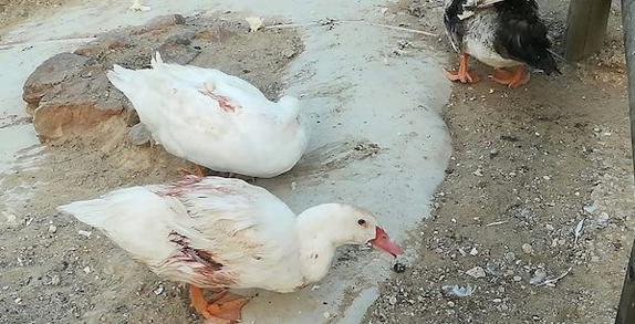 Algunos de los patos presentan signos evidentes de deterioro por causa del calor o por ataques entre ellos. 