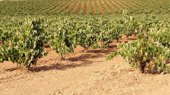 Zona de viñedos en la comarca de Tierra de Barros. 