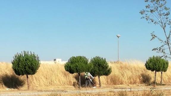 Un agricultor trabaja en labores de desbroce de pastos. 