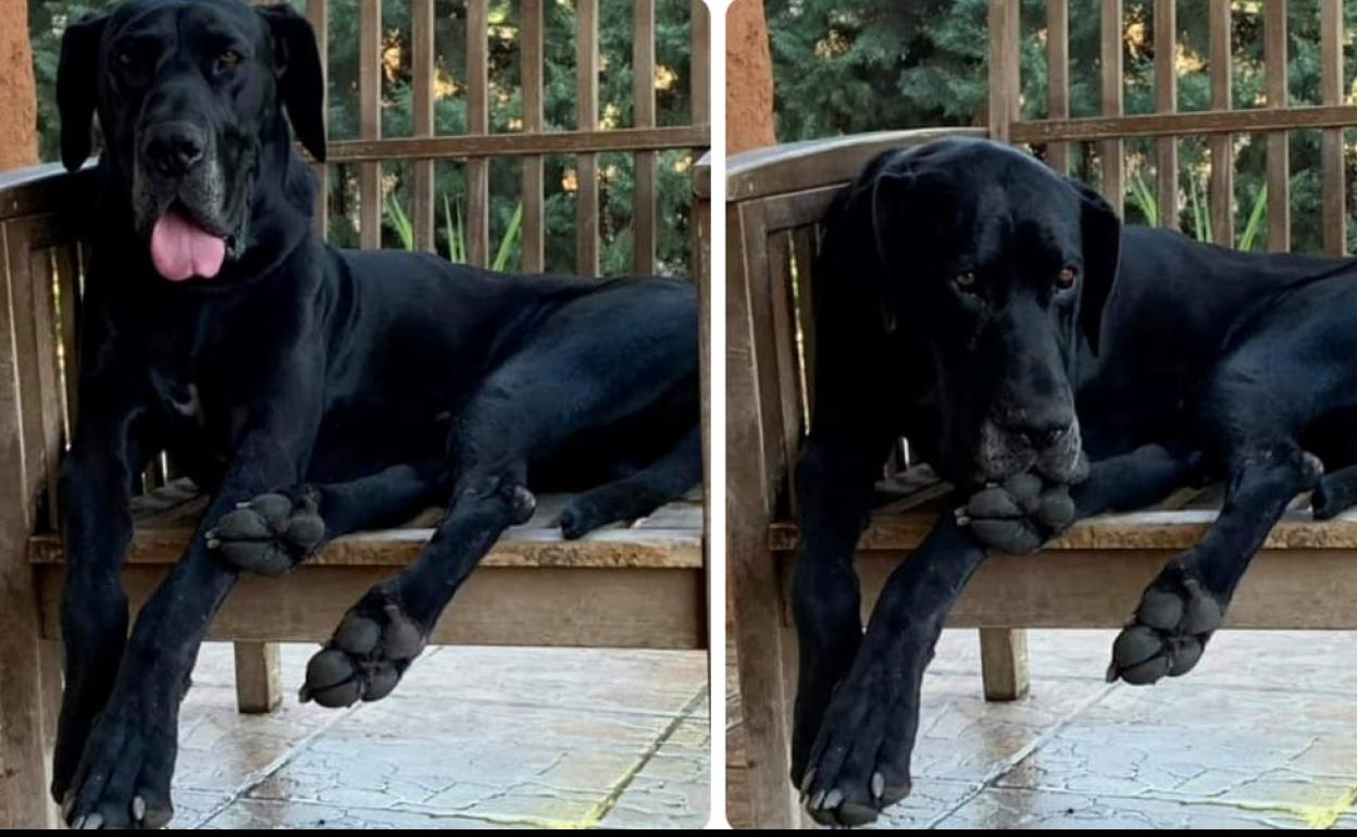 Los dueños de un perro desaparecido ofrecen 500 euros de recompensa a quien lo encuentre