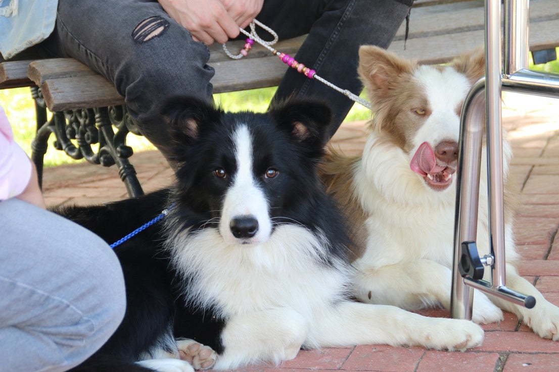 Participantes en el I Concurso Canino Nacional celebrado en Entrerríos. 