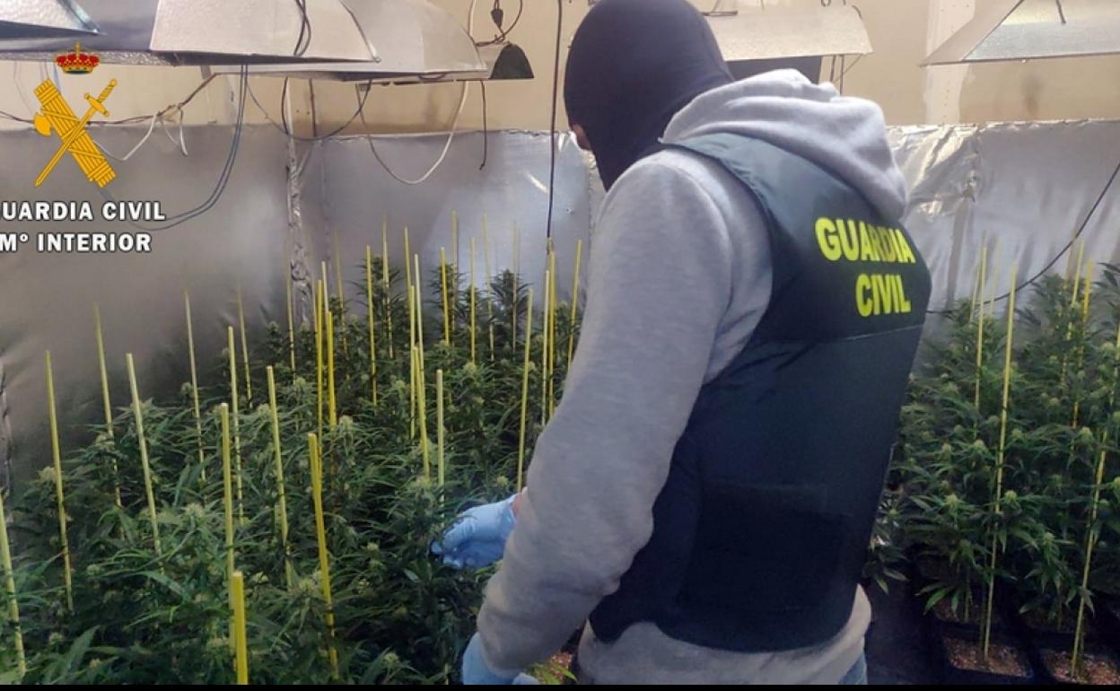 Guardia Civil de Villanueva desmantela una plantación con casi 300 plantas de marihuana en Guareña