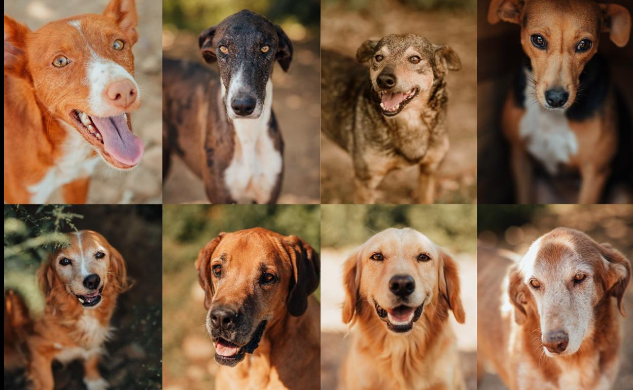 ANIMA pone en marcha una campaña de apadrinamiento para medio centenar de perros