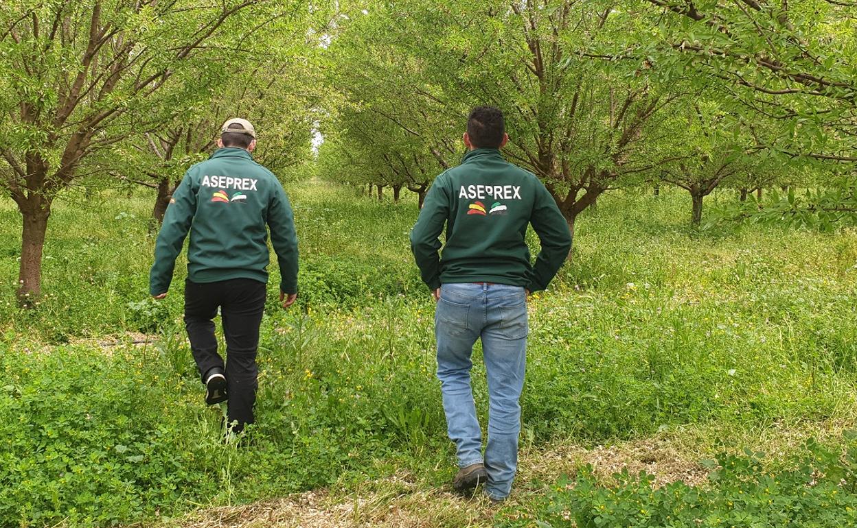 Agricultores miembros de Aseprex, recorren la explotación de almendros. 