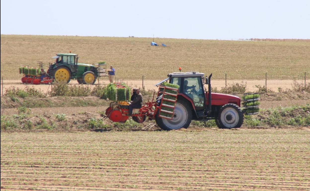 Plantación de tomate en Villanueva de la Serena. 