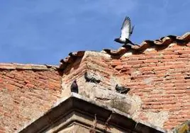 El Ayuntamiento busca controlar la población de palomas