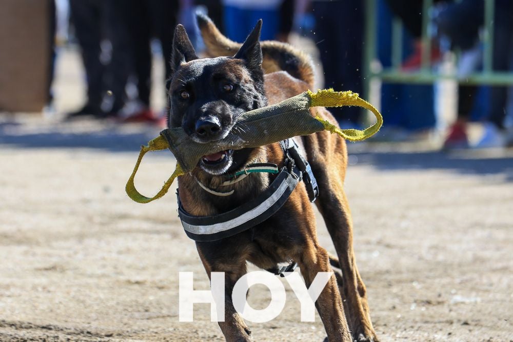 La Policía Local presume de su Unidad Canina en su 175º aniversario