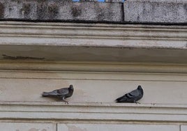 Nuevas técnicas para luchar contra palomas y estorninos