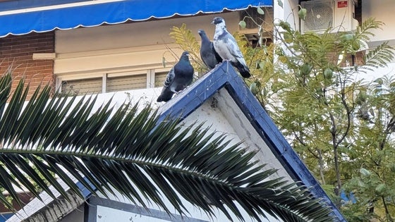 El sistema de jaulas consigue retirar unas 800 palomas