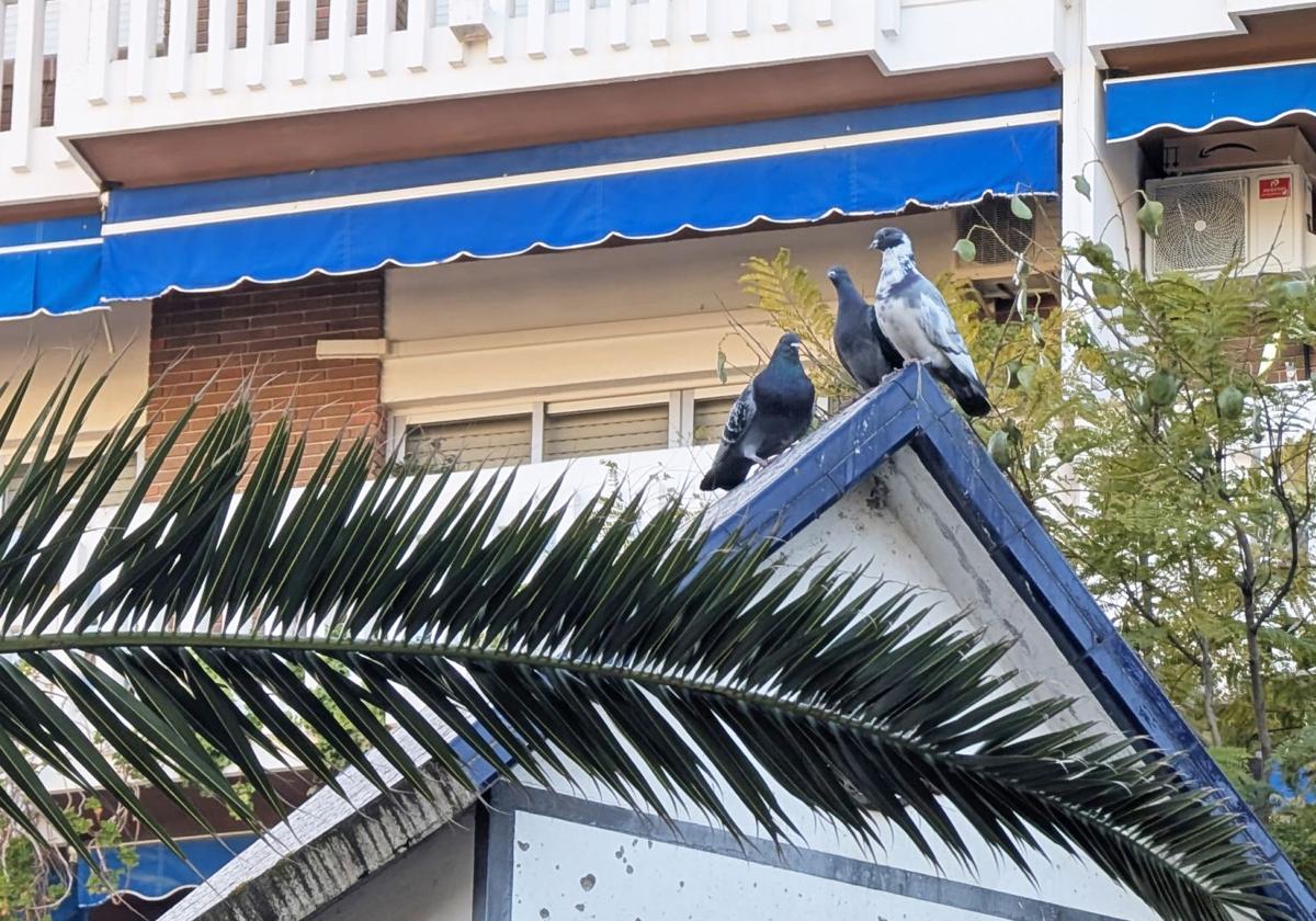 El sistema de jaulas consigue retirar unas 800 palomas