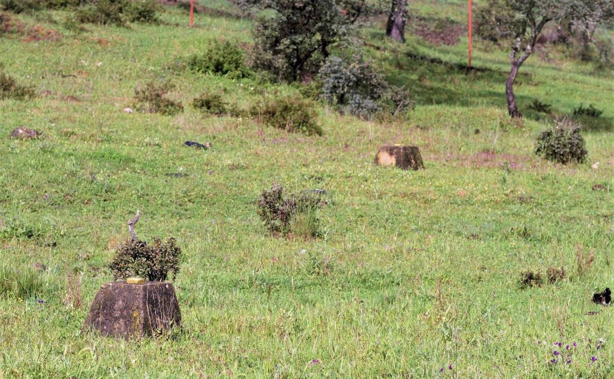 Terrenos donde se encuentra la mina de la Cabra Alta.